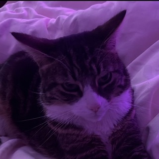 Telegram profile photo for Hazel's EeveeSpotify IPAs