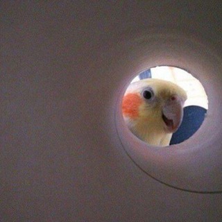 Telegram profile photo for кто скачал ей тг
