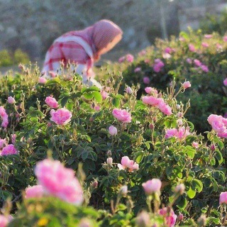 Telegram profile photo for جـَسُـور