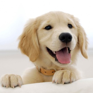 Telegram profile photo for 🐾Щеночки🐾