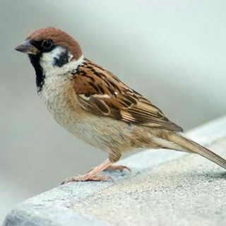 Telegram profile photo for داستان های فارسی
