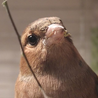 Telegram profile photo for Зябублики и гулебяка