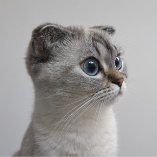 Telegram profile photo for چشاش | cheshash