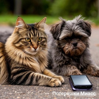 Telegram group profile photo for Потеряшки Миасс