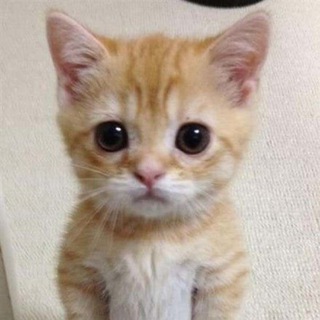 Telegram profile photo for Переходник