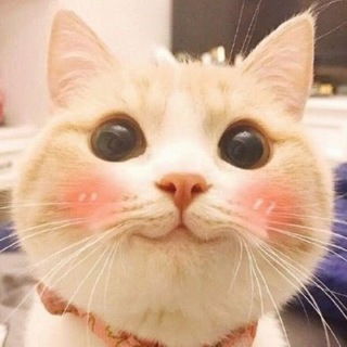 Telegram profile photo for Замурчательно 😼