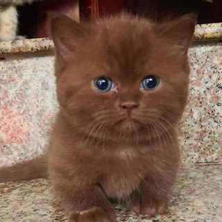 Telegram profile photo for каечка
