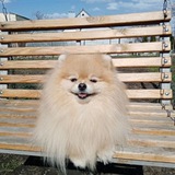 Telegram profile photo for хомячок