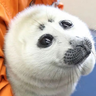 Telegram profile photo for openutau peak