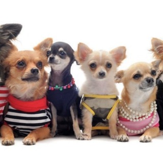 Telegram profile photo for Собача барахолка