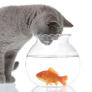 Telegram group profile photo for ВБ Питомцы 🐈🐩🦜🐢🐟