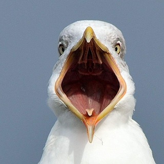 Telegram profile photo for Чайка-менеджер