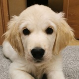 Telegram profile photo for Айти это вам не IT