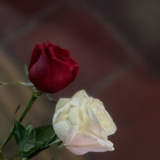 Telegram profile photo for وردٌ ورصاص