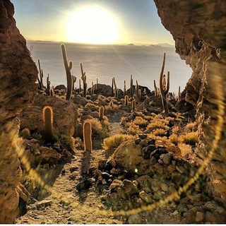 Telegram profile photo for CACTUS+