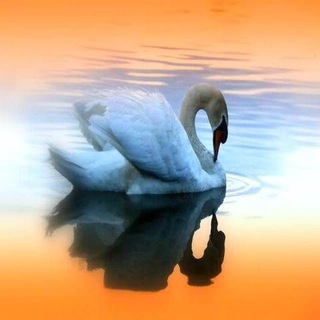 Telegram profile photo for QALBIM_DAFTARI...🦢