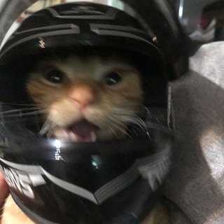 Telegram profile photo for オレンジ色の猫