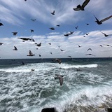 Telegram profile photo for أكتر من أوتشيها