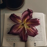 Telegram profile photo for البَريعة | Al-Briah .