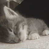Telegram profile photo for 𝒮tark L. rest💤