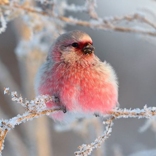 Telegram profile photo for Атлас птиц