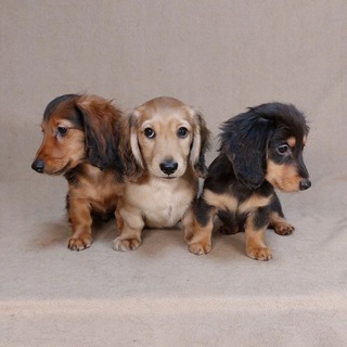 Telegram group profile photo for Купить Щенка таксы. Объявления.