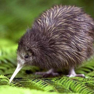 Telegram profile photo for Kiwi Farms Chat