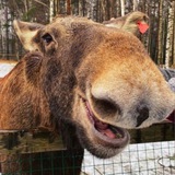 Telegram profile photo for Нацпарк «Лосиный остров»