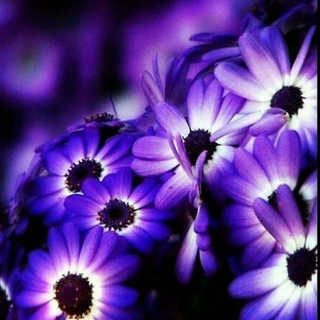 Telegram profile photo for روح الأشعار