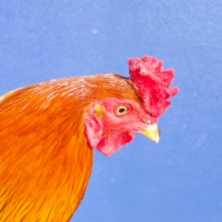 Telegram profile photo for មាន់ជល់ក្នុងស្រុក CS 🐓🥇