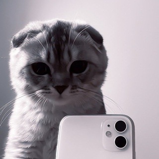 Telegram profile photo for 🎰 Прайс кот 🎰