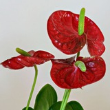 Telegram profile photo for Anthurium BEP20
