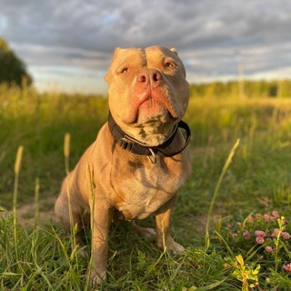 Telegram profile photo for солевая собака