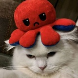 Telegram profile photo for The Autistic Cat Channel