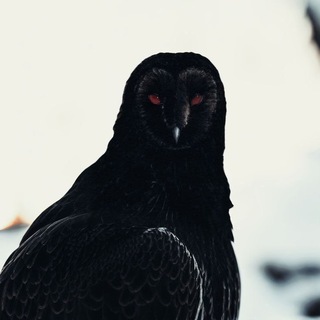 Telegram profile photo for ππ°π πππ’ βπ¬π¬πͺ β βΈΈ