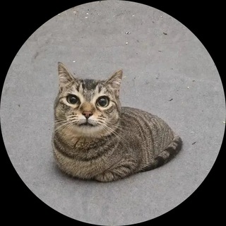 Telegram profile photo for ПАНИЧЕСКАЯ КОНТРАТАКА