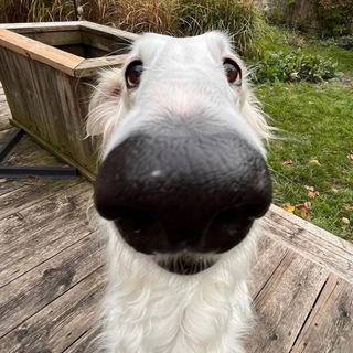 Telegram profile photo for Собакены