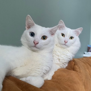 Telegram profile photo for Two white cats