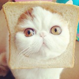 Telegram profile photo for Back to prairie