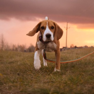 Telegram profile photo for run,run!! |Border&beagle|
