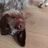 Telegram profile photo for лоты/фб от Ральфиша