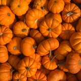 Telegram profile photo for pumpkiqn