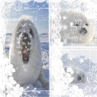 Telegram profile photo for ‧₊˚🦭 ₊˚🎧⊹♡ⲙᥲⲙᥲ ⲧю᥈ᥱⲏᥱύ⋆˚🐾˖°