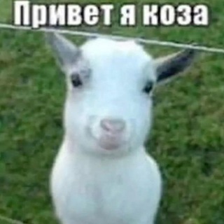 Telegram profile photo for не гранат