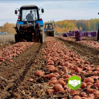 Telegram profile photo for Картофель Урал