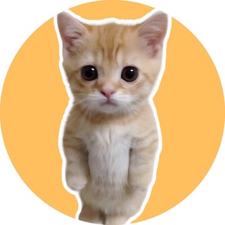 Telegram group profile photo for RUECAT Solana π±π₯π