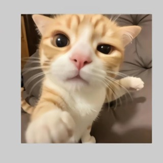 Telegram profile photo for 艿艿是巴嘎喵~