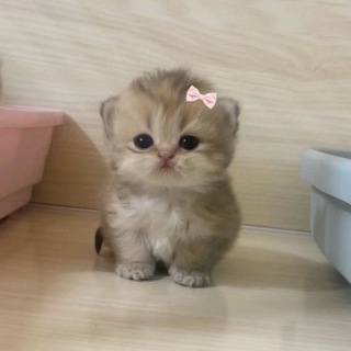 Telegram profile photo for Анастасиськис