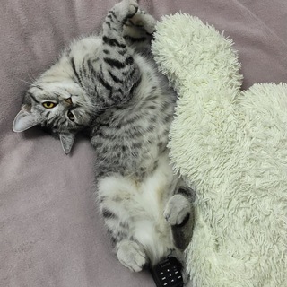 Telegram profile photo for Дни кота Сонели