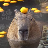 Telegram profile photo for José Projects